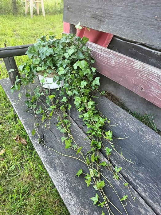 ПЛЮЩ завер.сезону в наявності, вічнозелений!