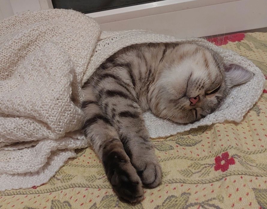 Подарую кішечку, молода, лагідна, прооперована