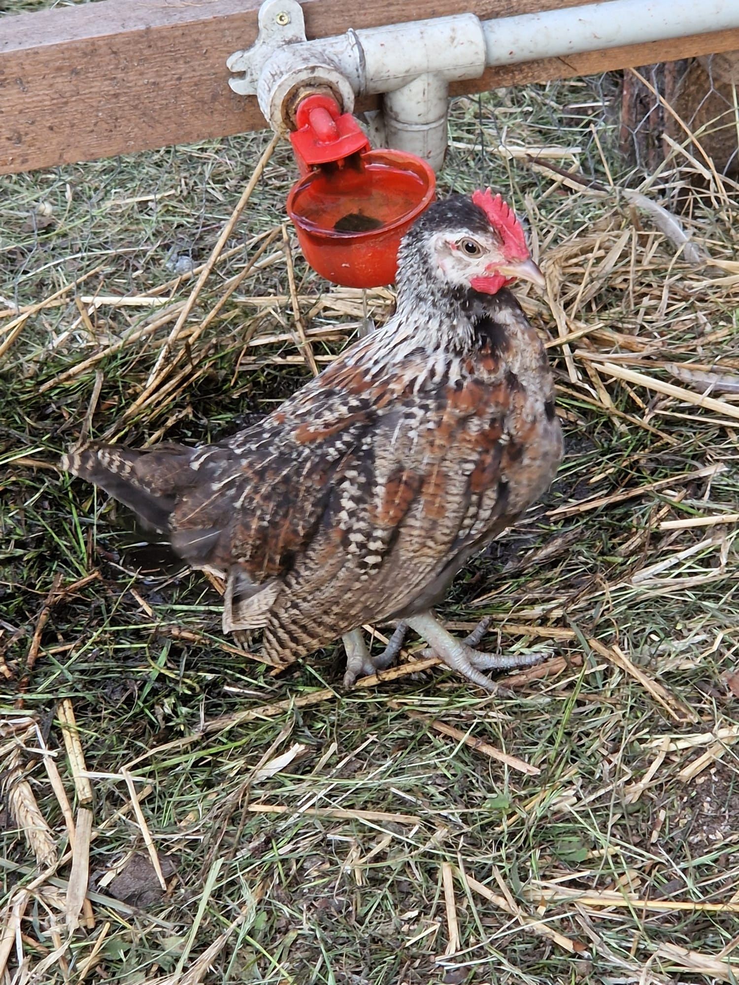 Koguty sarema młode tegoroczne.