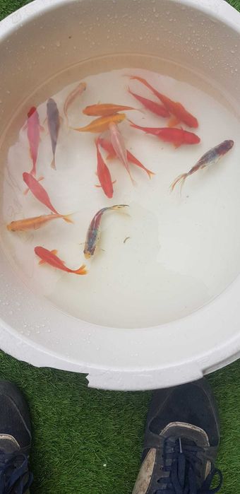 Peixes Água Fria