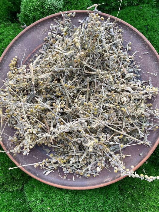 Полинь гірка, полин гіркий