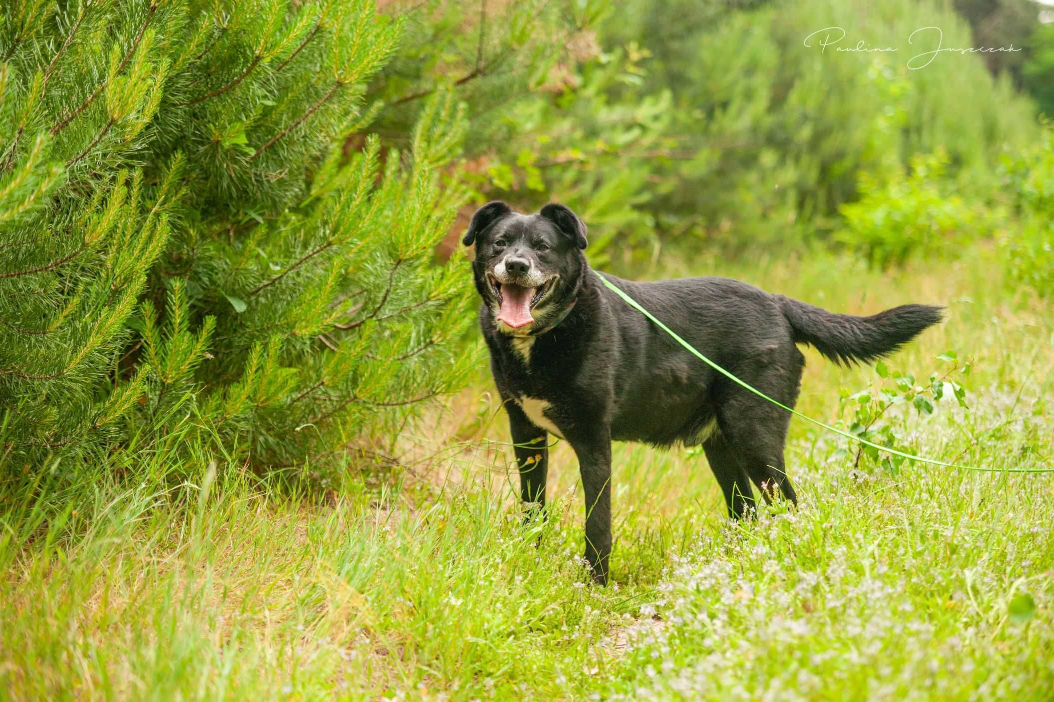 Nie ma drugiego takiego jak on! Michaś do adopcji!