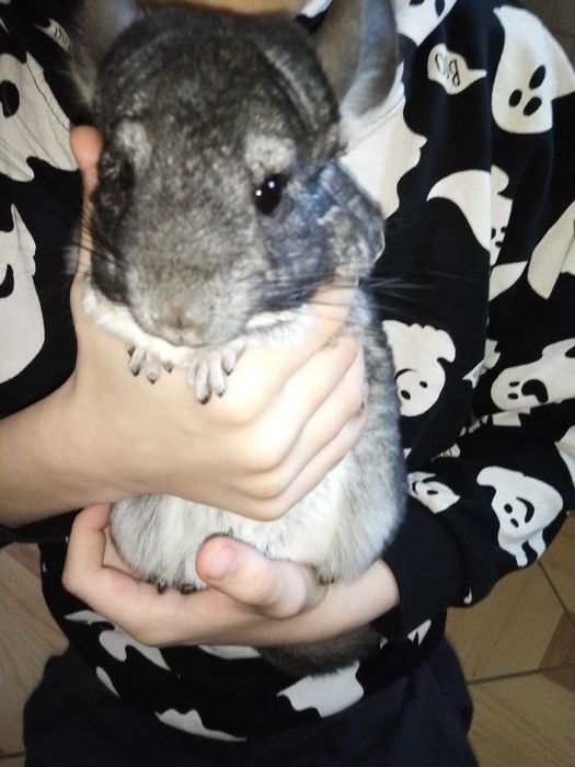 Szynszyle młode i zdrowe.