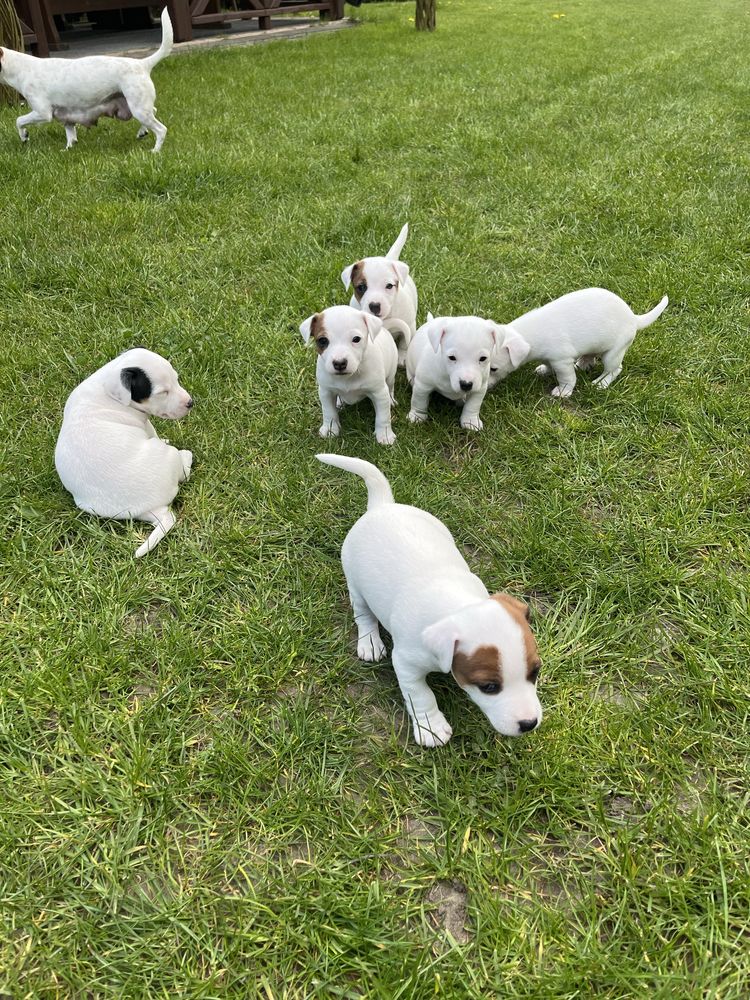 Jack Russell Terrier