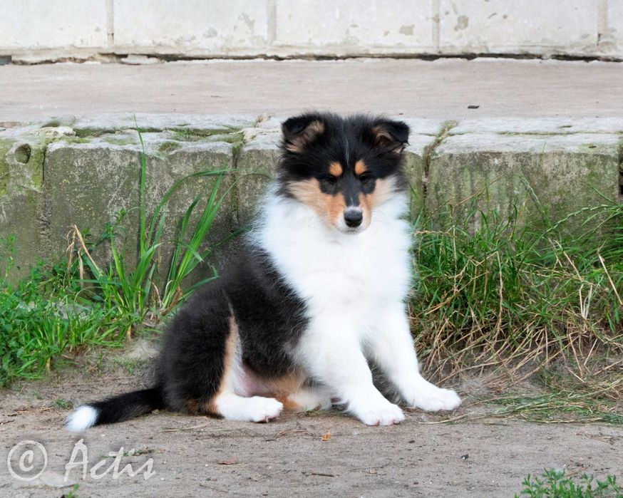 COLLIE Owczarek Szkocki długowłosy szczeniak rodowodem po Championach