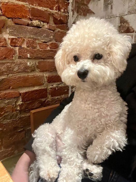 Бішон фрізе, вязка, Львів