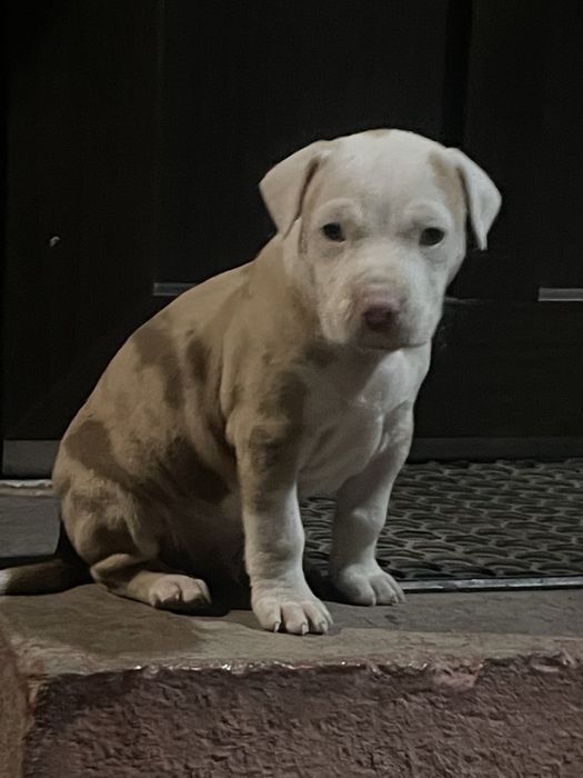 Стаффордширський терьер