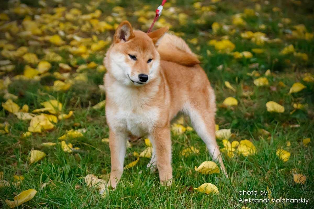 Шиба, шиба-іну, Сіба , сіба-іну, shiba-inu, цуценята TODAISOU