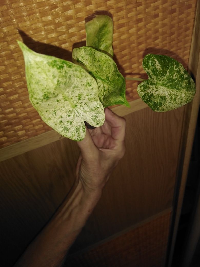Продамі алоказія Macrorrhiza Mint Variegated