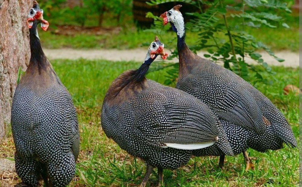 Witam ma do sprzedania perliczki