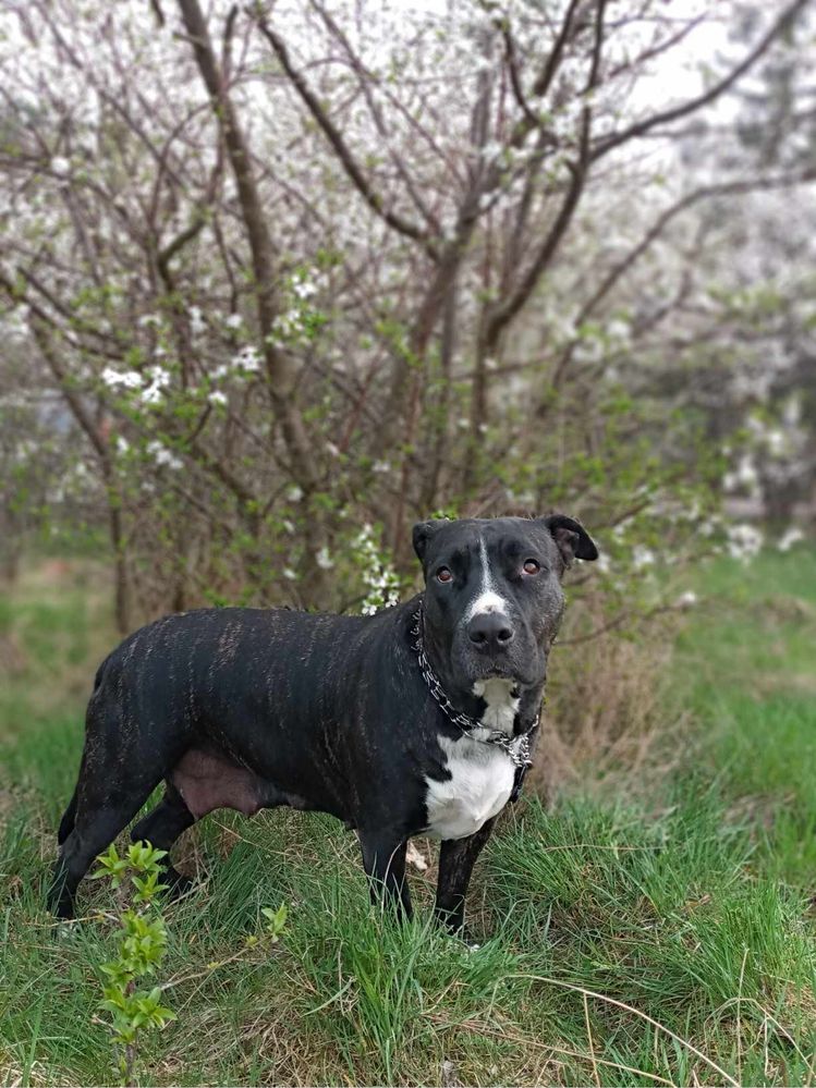 Łagodna sunia Gaga rasy Amstaff szuka domku