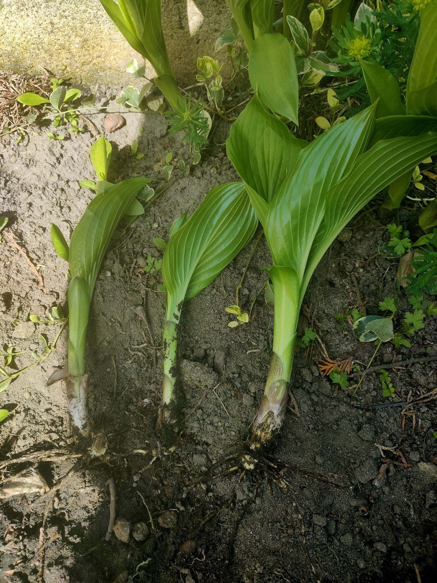 Hosty sadzonki funkia hosta zielona zestaw 20szt