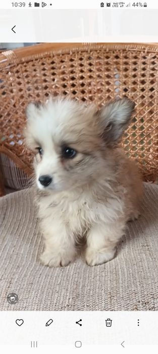 Welsh Corgi Pembroke fluffy