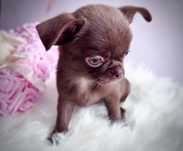***Mini maluszek gotowy do odbioru mini malutki piesek chihuahua***