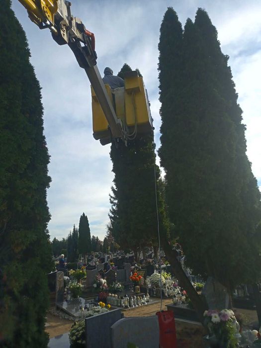 Wycinka drzew, podnośnik koszowy, usuwaniekorzeni, czyszczenie działek