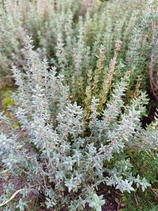 Tymianek Ziola sadzonka tymianku