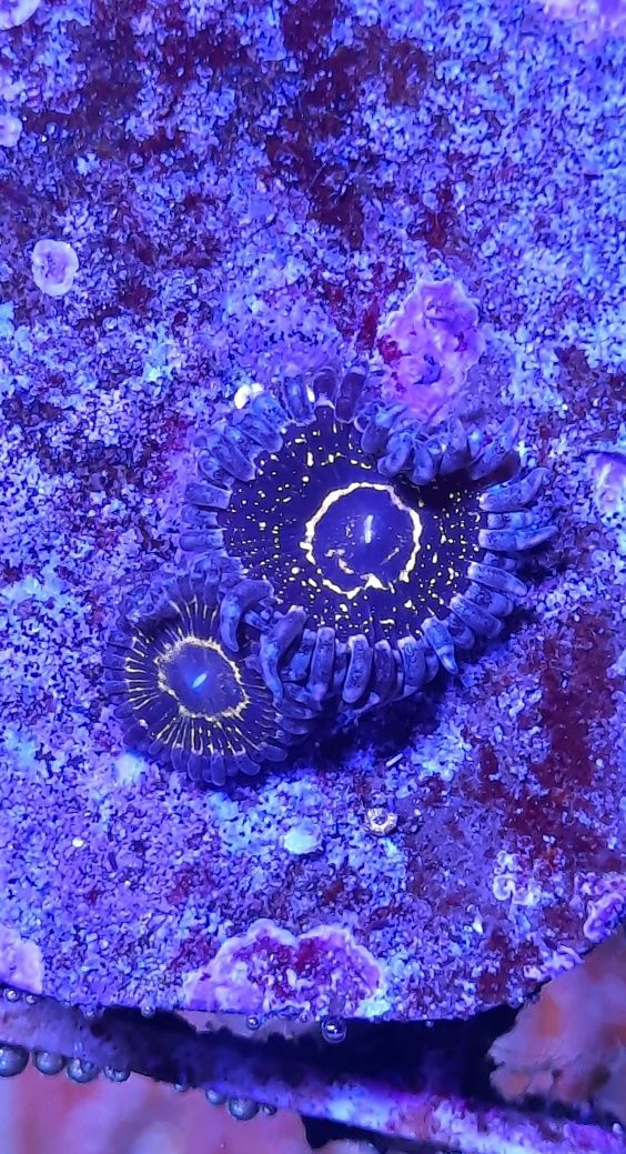 Zoanthus Stratosphere