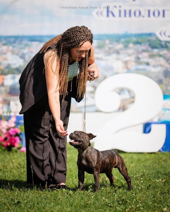 Цуценя стаффордширського бультерера