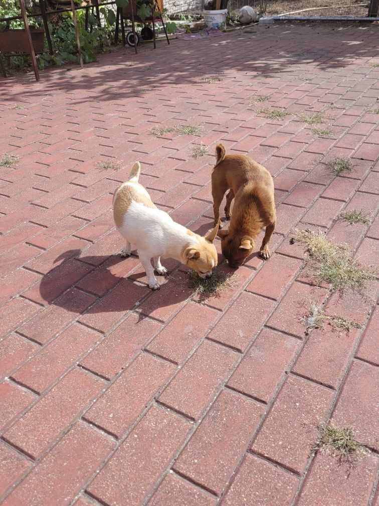 Śliczny Reproduktor Chihuahua zaprasza na randki.