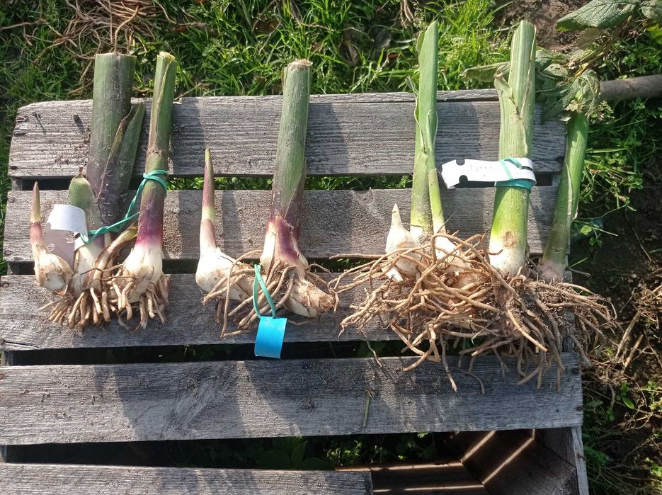 Sprzedam kłącza kann