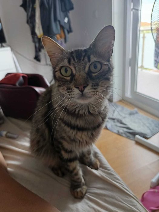 DOÇÃO DE GATO MACHO CASTRADO E VACINADO, DÓCIL.