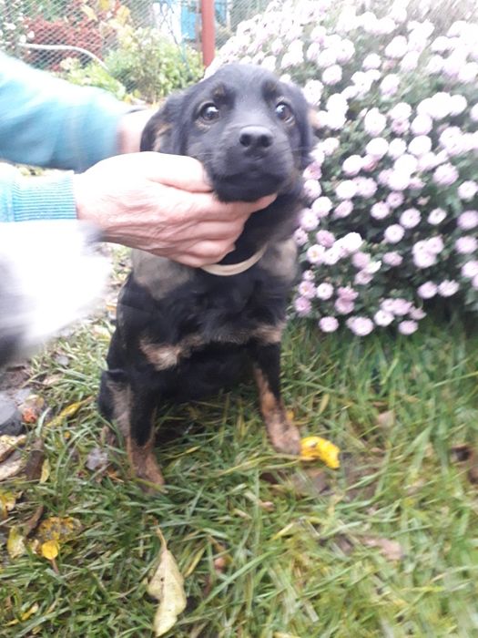 Віддаю в добрі руки