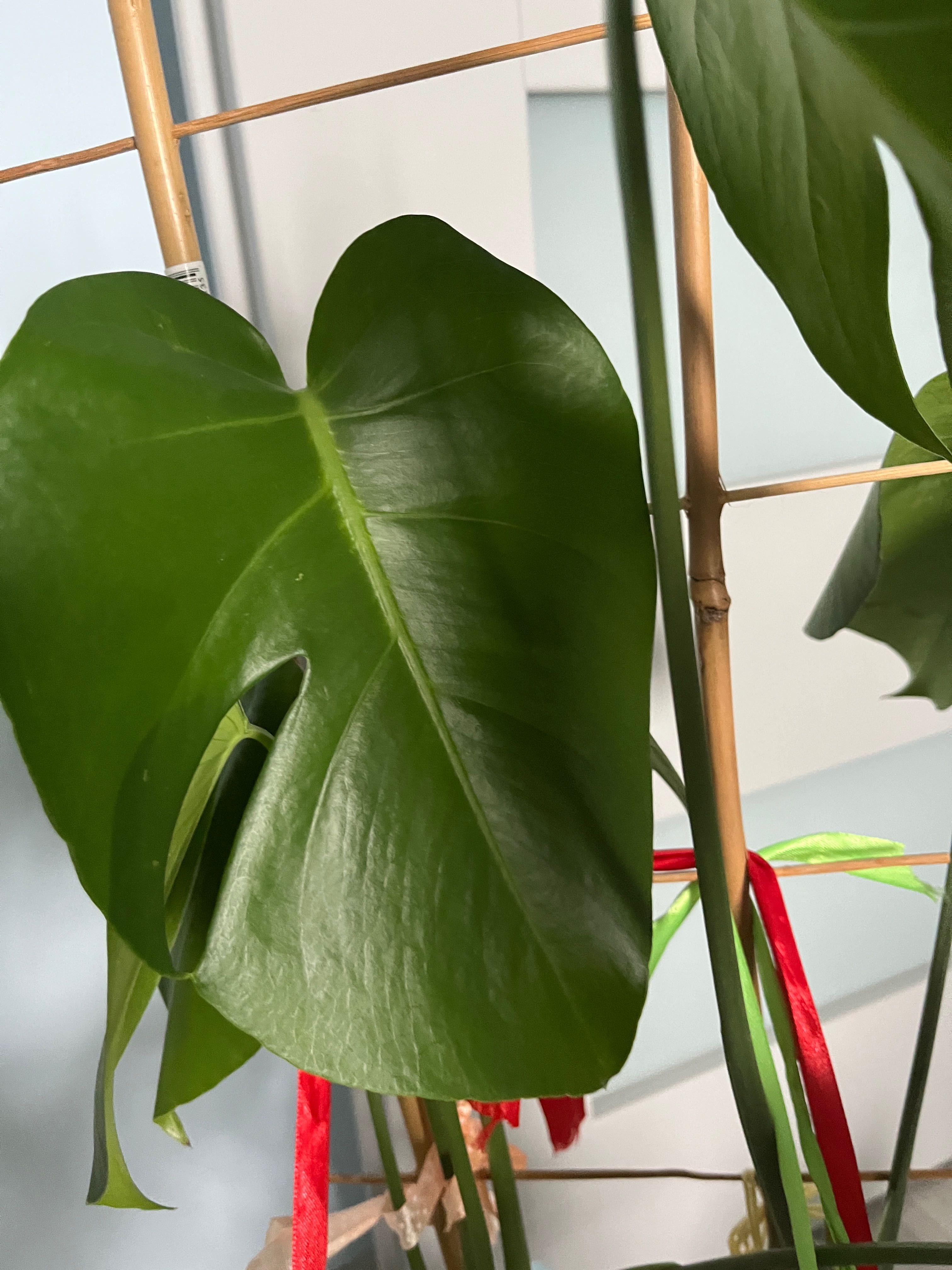 Monstera dziurawa