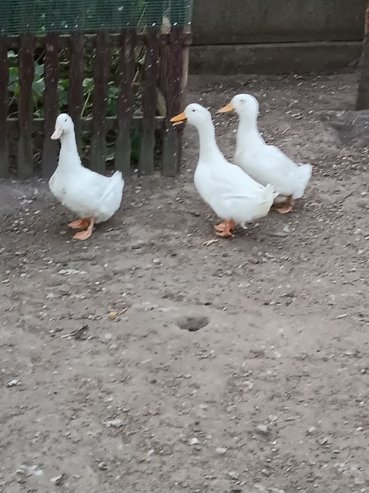 Kaczki tuszki pekin francuskie