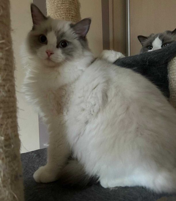 Uroczy kocurek Irwin rasy Ragdoll
