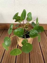 Planta Pilea Peperomioides / folhas redondas