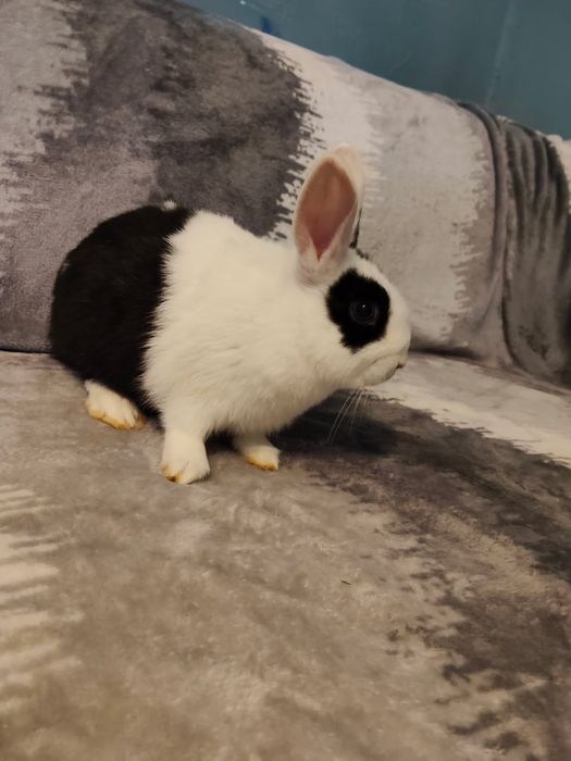 WYPRZEDAŻ króliki miniaturki