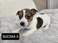 Suczka Jack Russell Terrier