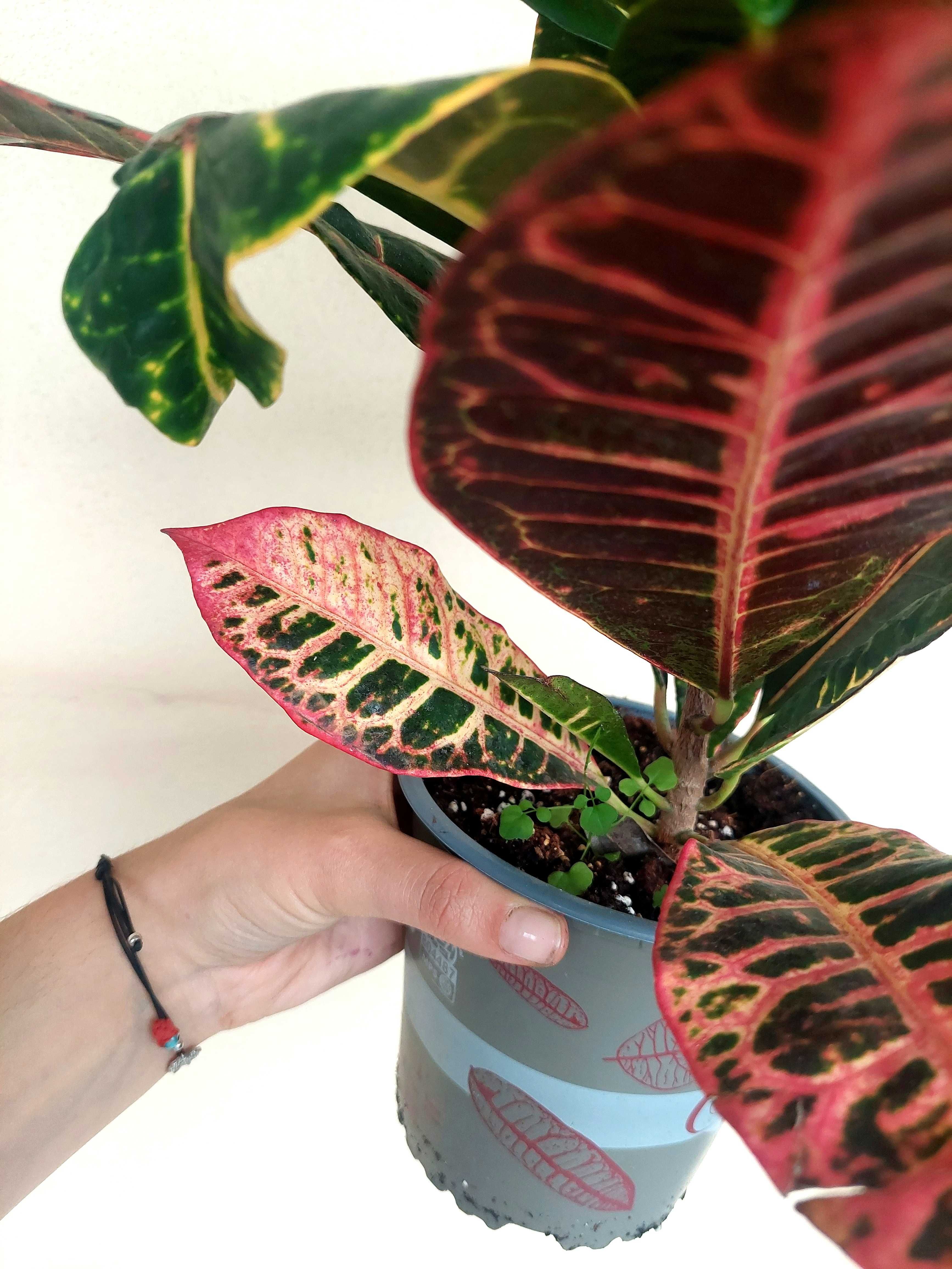 Planta Croton - A