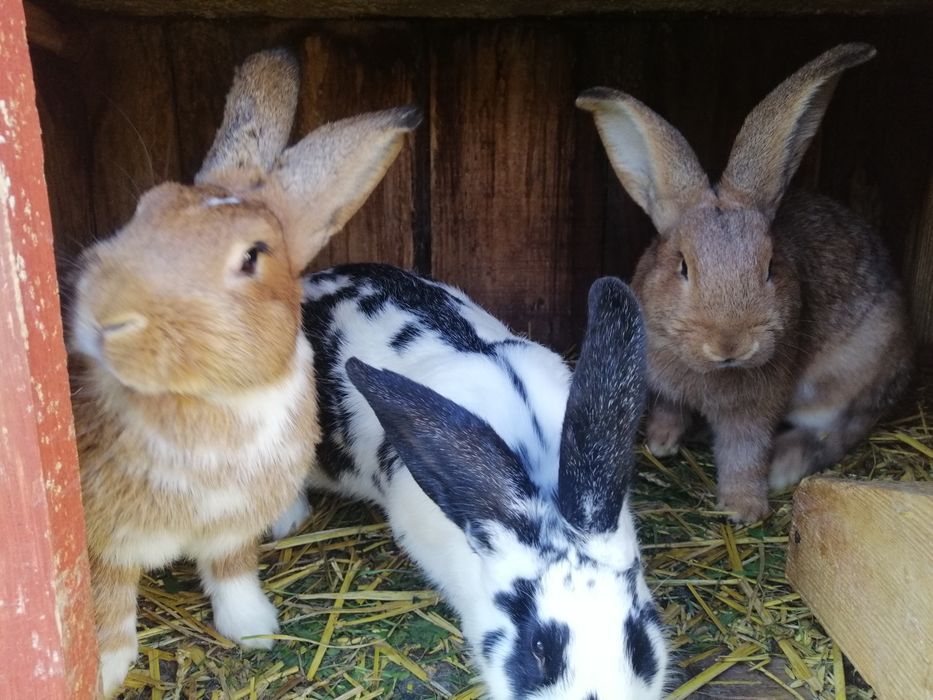 Sprzedam króliki samce i samice