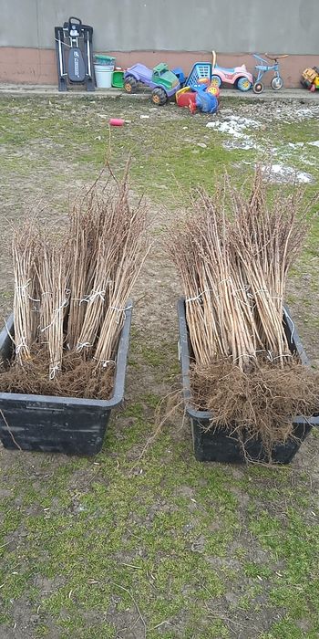 Саджанці плодових, щепи