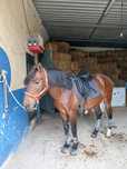 Cavalo Cruzado Lusitano