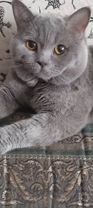 Вязка  кота .Прямоухий шотландец.