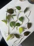 Epipremnum philodendron mix! Brasil, scandens, n joy, lemon