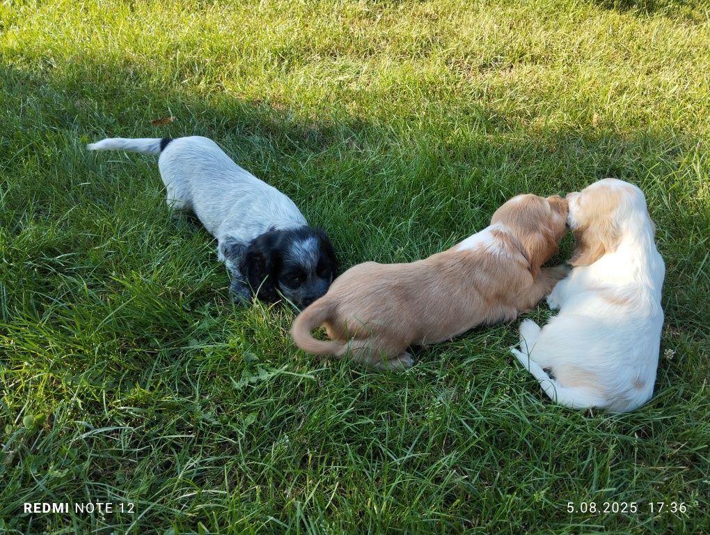 Piękny Piesek Cocker Spaniel