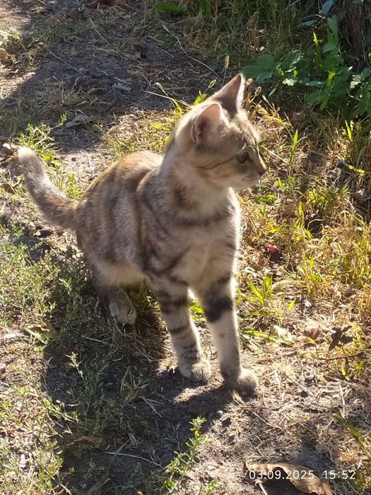 Котята-кошенята. Шукають людське тепло!
