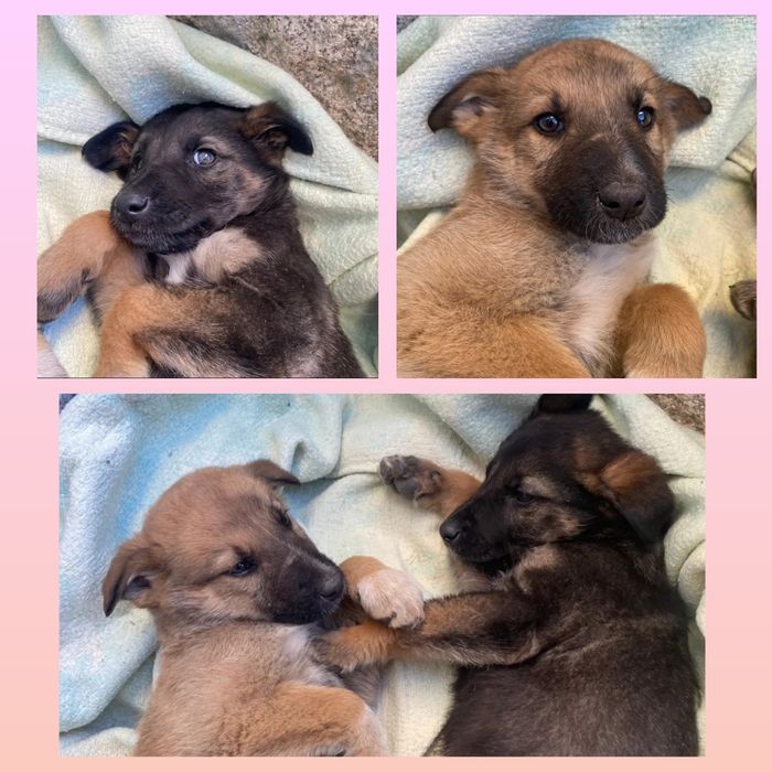 Cachorrinhos para adoção