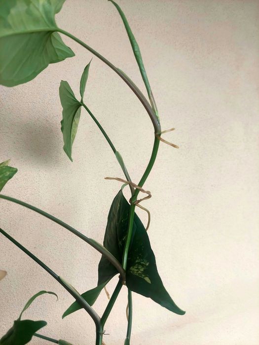 Planta Syngonium aurea