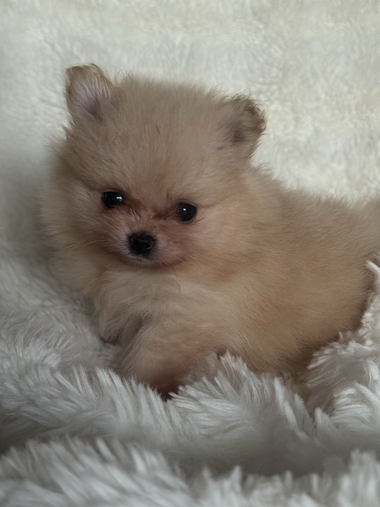 Szpic miniaturowy/Pomeranian - dziewczynka