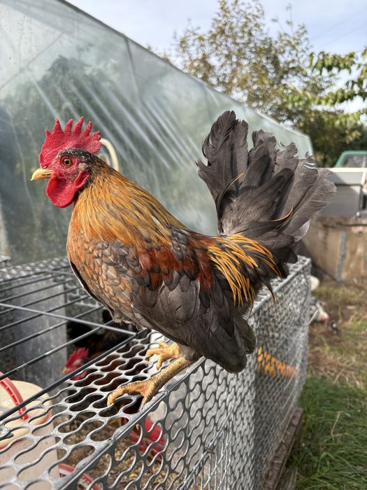 Koguty serama malezyjska