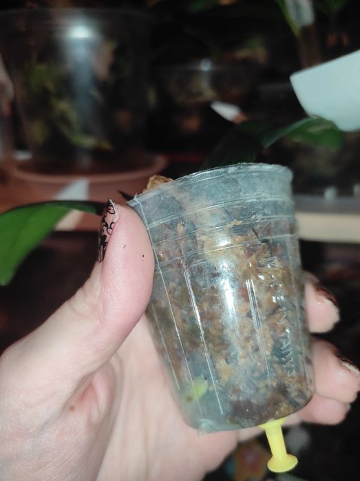 Орхідея фаленопсис Lioulin Orange