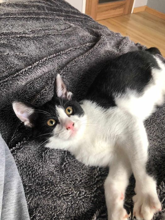 Słodziak Stasio poleca się do adopcji!