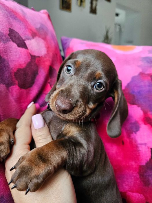 REZERWACJA Jamnik suczka brązowa czekoladowa