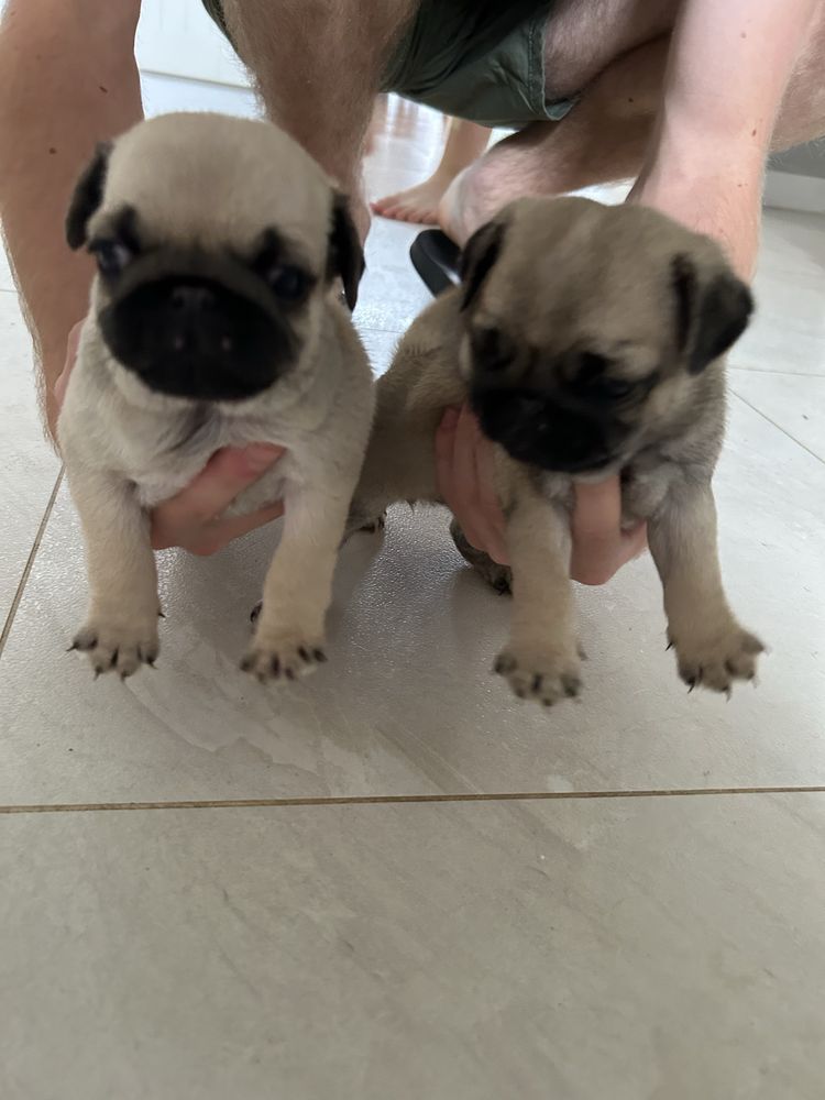 Mops - sliczny piesek.
