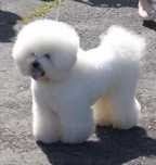 Cudowny Cosmo bichon frise FCI ZKWP