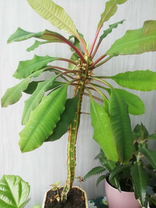 Молочай біложилковий